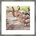 Ducks On Shore Colored Pencil Framed Print
