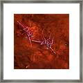 Durban Hinge-beak Shrimp Framed Print