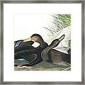 Dusky Duck, Anas Obscura By Audubon Framed Print