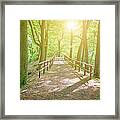Dutch Forest With Fenced Footpath And Framed Print