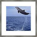 E0485 Bottlenose Dolphin Jumping Framed Print