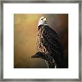 Eagle On The Levy Framed Print