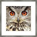 Eagle Owl Close Up Framed Print