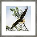 Eagle Swooping Down Framed Print