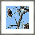 Eagles Squawking At Each Other 7318 Framed Print