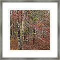 Early Spring In The Forest Framed Print