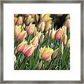 Early Tulips Framed Print