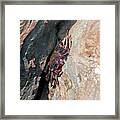 East Atlantic Red Rock Crab Framed Print