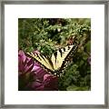 Eastern Tiger Swallowtail On Rhododendron Framed Print