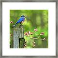 Eastern Bluebird Framed Print