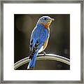 Eastern Bluebird Framed Print