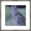 Eastern Grey Kangaroo Framed Print