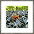 Eastern Red Spotted Newt 2 Framed Print