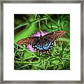 Eastern Tiger Swallowtail - Dark Morph Framed Print