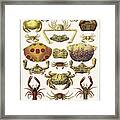 Elbow Crabs, Pepple Crabs, Xanthid Crabs, Mus Crabs, Squat Lobsters, Box Crabs, Spider Crabs Framed Print