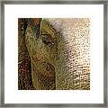 Elephant Close Up Framed Print
