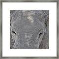 Elephant Closeup Framed Print