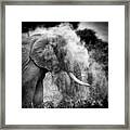 Elephant Throwing Dirt Framed Print