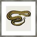 Elephant Trunk Snake  Acrochordus Javanicus  Illustrated By Charles Dessalines  D Orbigny  1806-1876 Framed Print