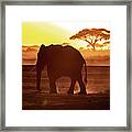 Elephant Walking Through Amboseli At Sunset Framed Print