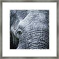 Elephants Eye Close-up Framed Print