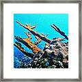 Elkhorn Framed Print