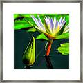 Emergent Framed Print