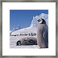 Emperor Penguin Young Framed Print