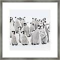 Emperor Penguins, Group Of Chicks Framed Print