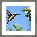 Eternal Hummingbird Framed Print