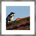 Eurasian Magpie Pica Pica On Tiled Roof Framed Print