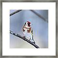 European Goldfinch Looking Right Framed Print