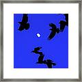 Evening Flight Of Crows Framed Print