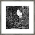 Everglades #5 Framed Print