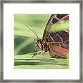 Extreme Close-up Of Butterfly Framed Print