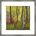 Fall Color Abstracts Framed Print