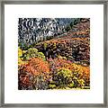 Fall Colored Oaks In Avalanche Creek Canyon Framed Print