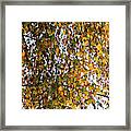 Fall Colors  Leonard's Birch Tree Framed Print