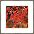 Fall Sweetgum Leaves Df002 Framed Print
