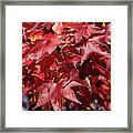 Fall Sweetgum Leaves Df005 Framed Print