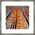 Fall Trees Sky Framed Print