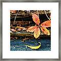 Fallen Leaves Framed Print