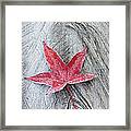 Fallen Red Maple Anser Leaf Framed Print