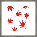Falling Maple Leaves In Autumn Colour Framed Print