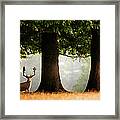 Fallow Deer Buck Framed Print