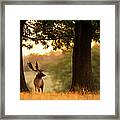Fallow Deer Framed Print