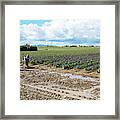 Family In Mud With Purple Tulips Framed Print