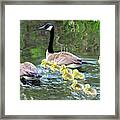 Family Of Canada Geese In Water Swimming With Eight Goslings Framed Print