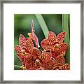Family Of Orange Spotted Orchids Framed Print