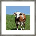 Farm Animal Framed Print